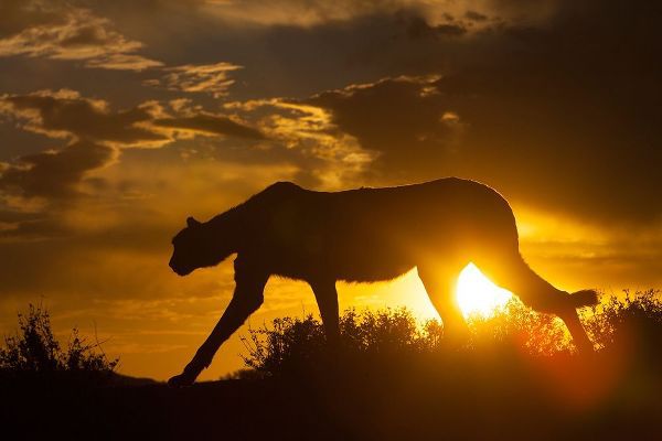Namibia Cheetah silhouette at sunset